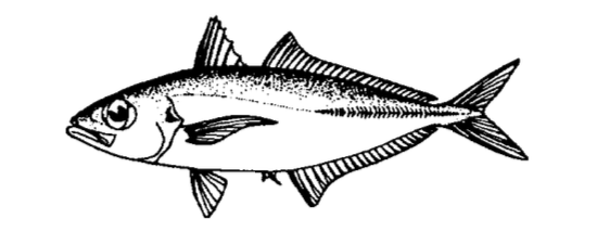 Akule / halalū