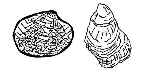 'Opihi