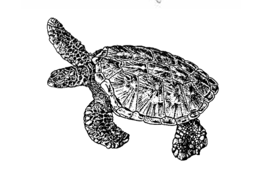 Honu