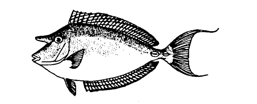Kala