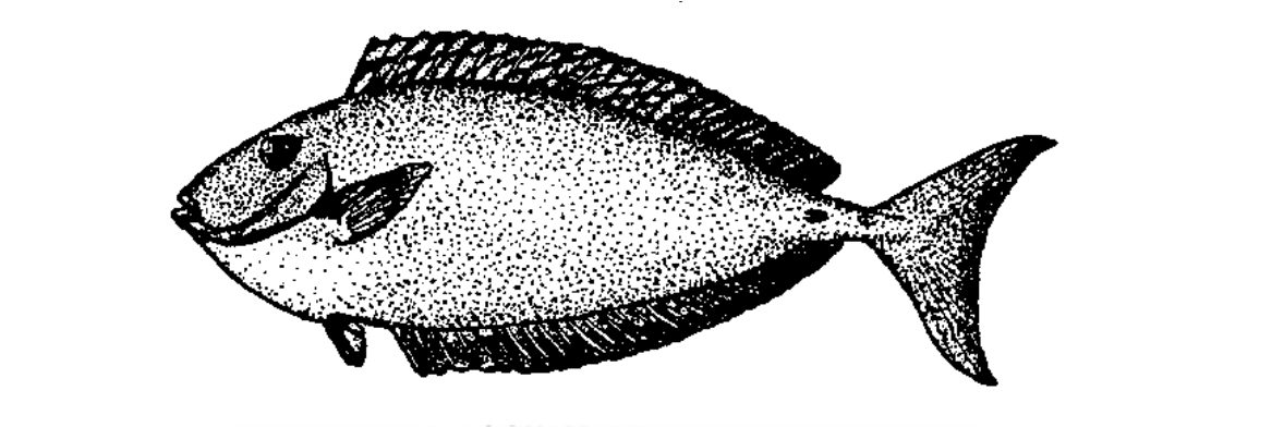 Kala 'ōpelu