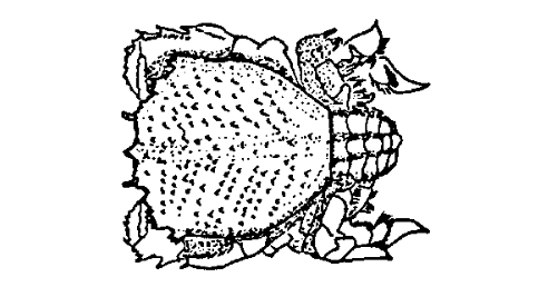 Pāpa'i kualoa