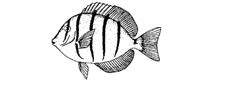 Manini