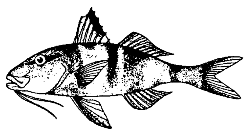Moano