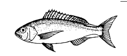 'Ōpakapaka