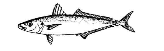 'Ōpelu
