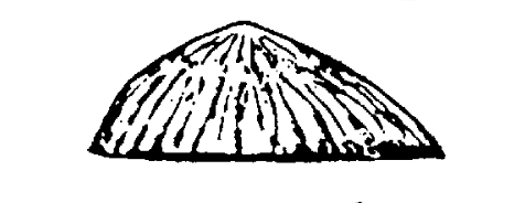 'Opihi