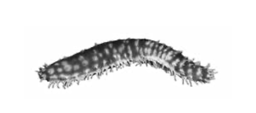 'Opihi (limpet)