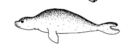 'Īlioholoikauaua