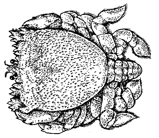 Kona crab (pāpa'i kualoa) — female