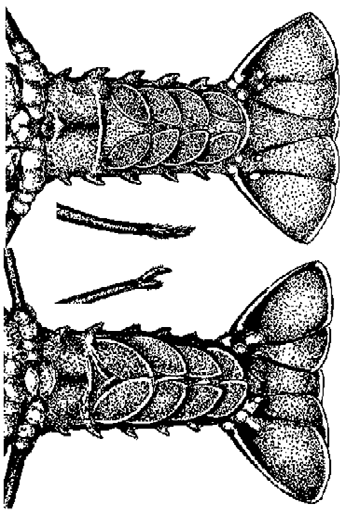 Spiny lobster (ula) — tail sexing diagram