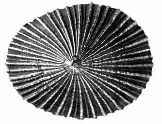 'Opihi (limpet)