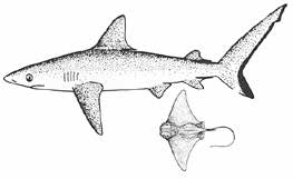 Shark and ray — mano and hīhīmanu