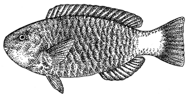 Uhu 'ahu'ula parrotfish
