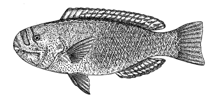Uhu uliuli — terminal male parrotfish