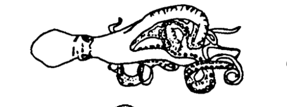 He'e
