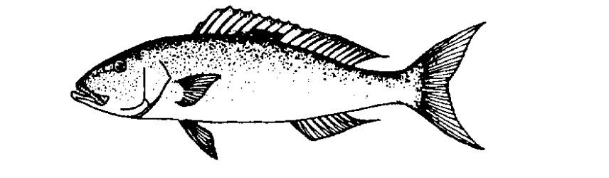 Uku