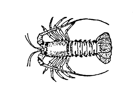 Ula