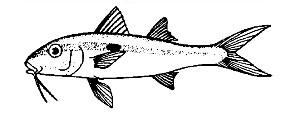 Weke 'ā / weke 'ula / 'oama
